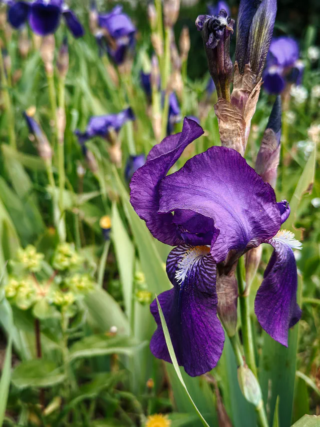 Fleur violette - Chambres d'hôtes de charme les Arnauds à Aix-en-Provence