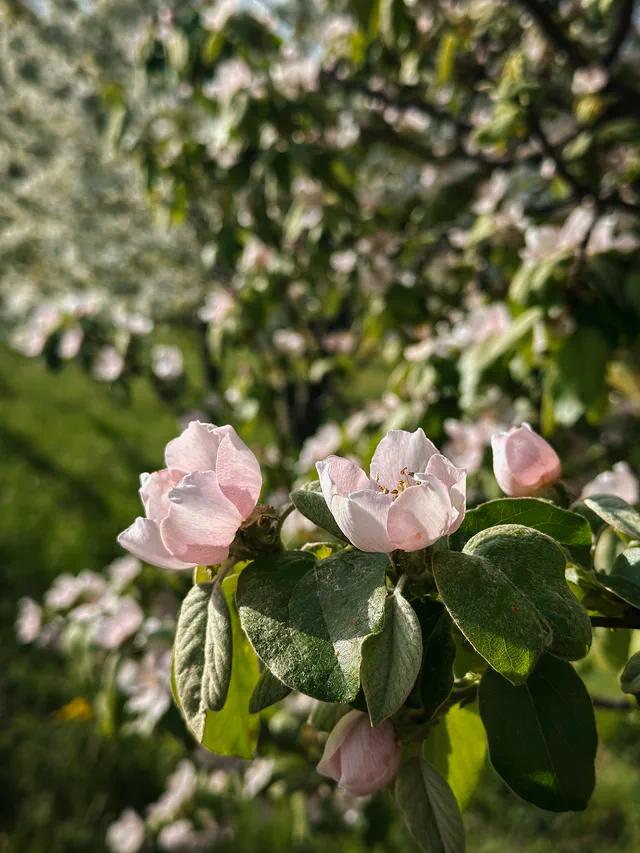 Fleurs - Chambre d'hôtes les Arnauds à Aix-en-Provence
